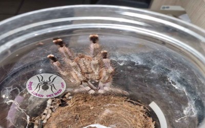 poecilotheria formosa MM tarantula